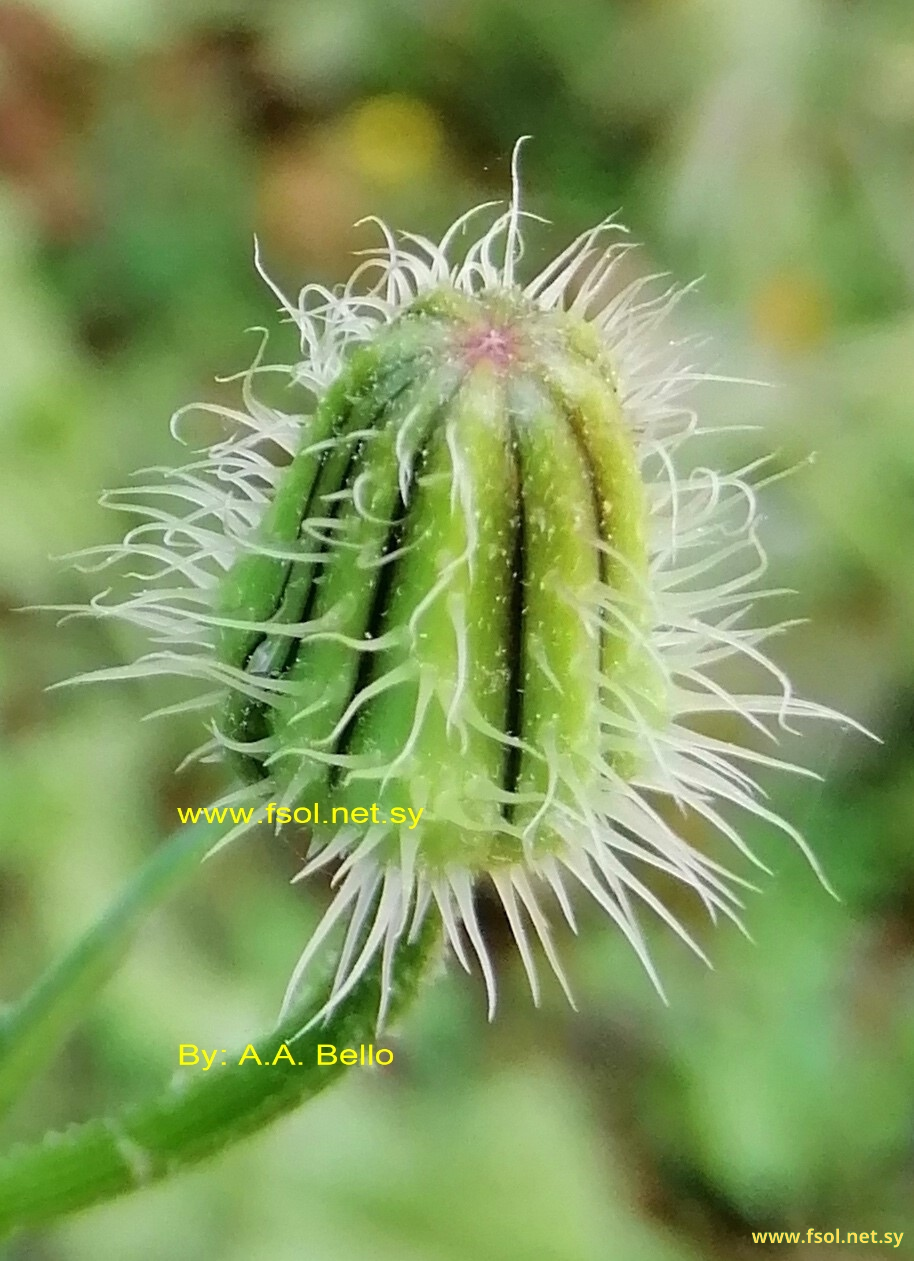 Urospermum picroides (L.) Scop. ex F.W.Schmidt